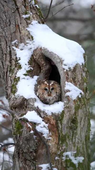 How a tawny owl gets in position
