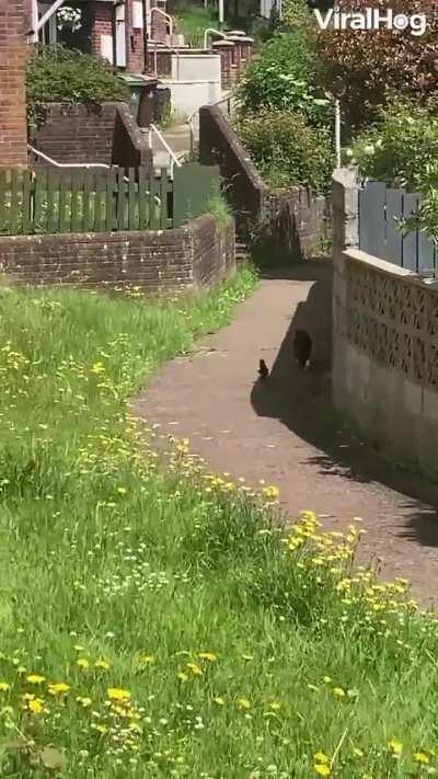 A bird follows cat 
