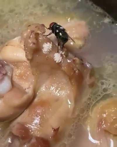 A fly just drop its whole family on someone's lunch