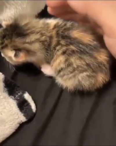 hUmAn ToUcheS cAt AnD Cat FuCkInG DiEs