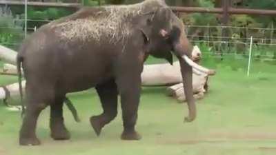 The elephant’s penis is prehensile. They can use it to prop themselves up, swat flies from their side and scratch themselves on their stomach.