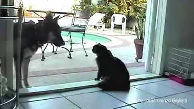 These dogs are terrified of the cat.