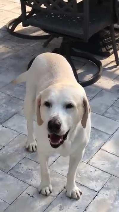 3 years ago, she was the #1 all time post on this subreddit. Today she passed away. Miss my old zoomer already.