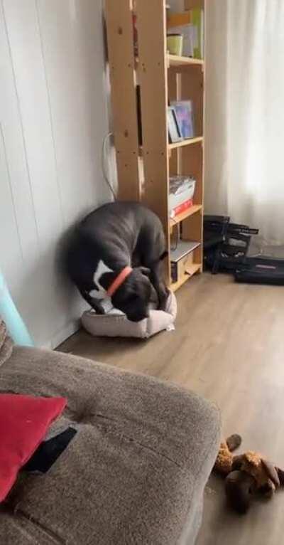 I lost it when he tried to lie down