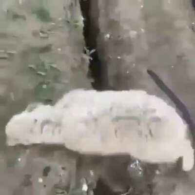 Dogecoin panic sellers. HODL boys... The moon is near...