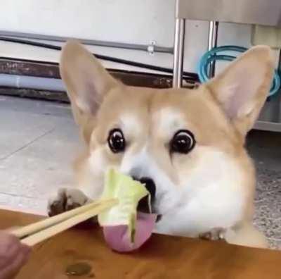 Corgi wide-eyes for his favorite treat. Lettuce