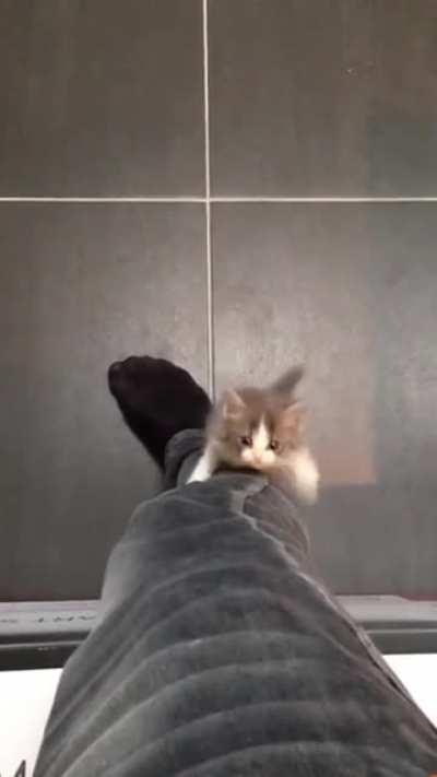 Hey, put that thing down and play with me!