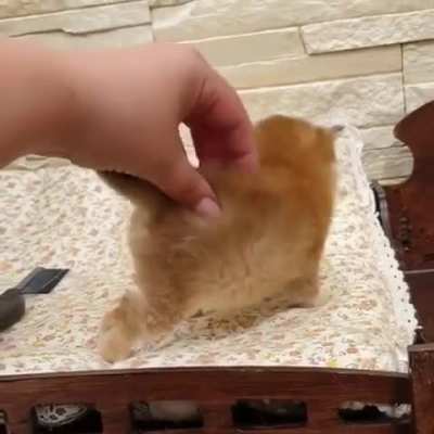 Teeny, tiny, and totally adorable!