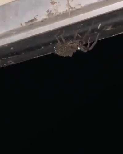 The first time seeing a spider with babies on back.