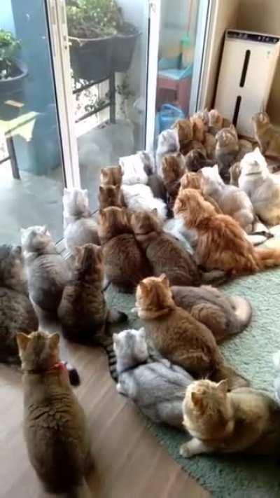 Very Important Pigeon.