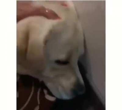 Они нас понимают😂