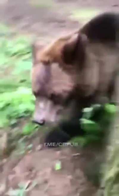 [L] A bear trying to get a better look