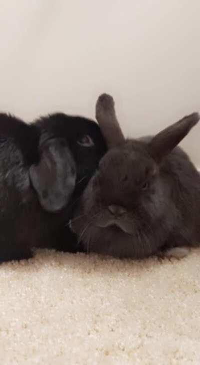 Ziggy grooming an unamused looking Kirby...