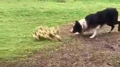 The dog guides the ducklings to the water!!..