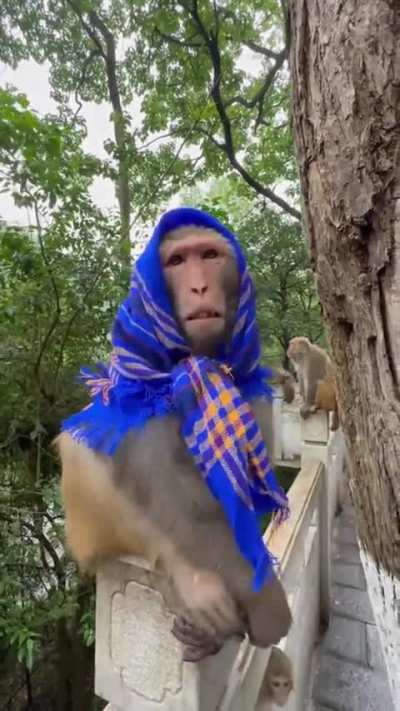 Rejects the Fit, Accepts the Snack