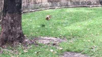 The Great Iguana Chase.