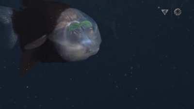 The barreleye fish has a transparent head and tubular eyes.