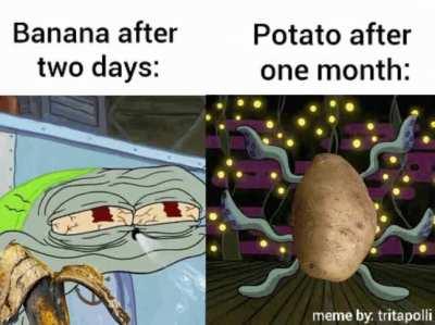 Potato creates a new ecosystem at home