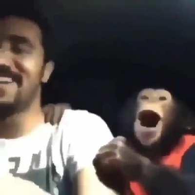 Muca e Greninja no carro