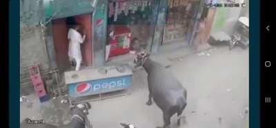 I'm not sure what is going on, but I assume the bull is upset they sell Pepsi, not coke. Could be wrong