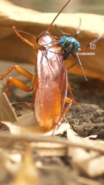 🔥 Jewel wasp tagging a cockroach 🔥