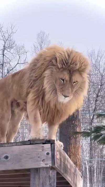 Aslan from Narnia irl