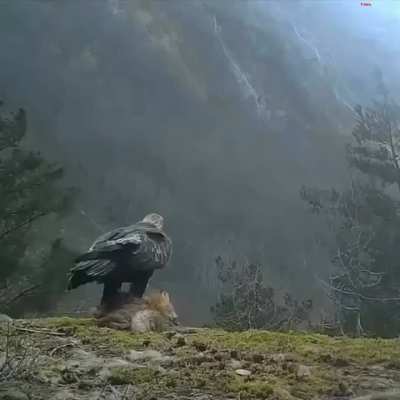 The strength of a golden eagle carrying a fox in heavy wind.