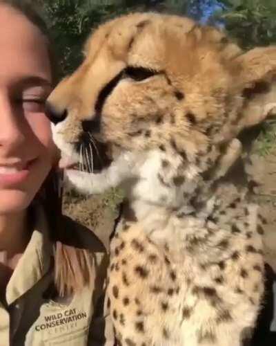 Likes Cheetah, Likes Her, Like Us