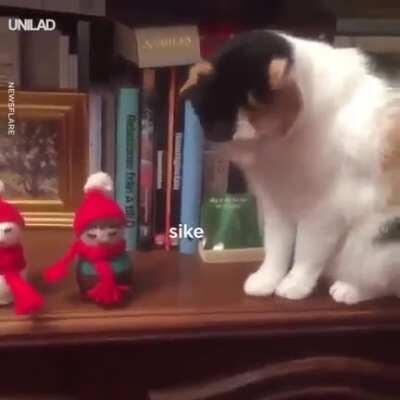 Preparing for Christmas with cats..