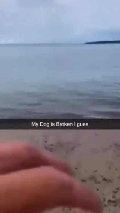 Come on boy, get the ball