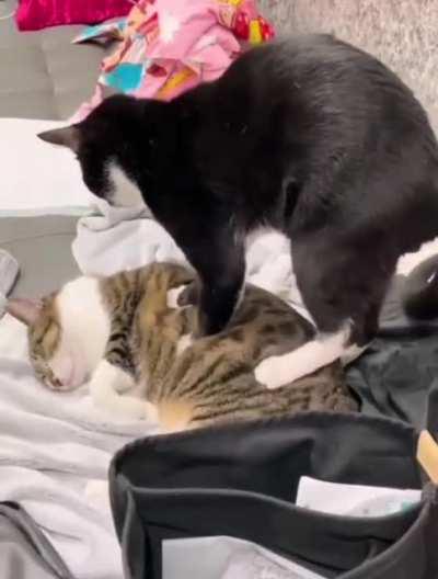 cat massage