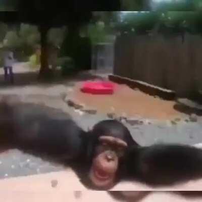 Monke