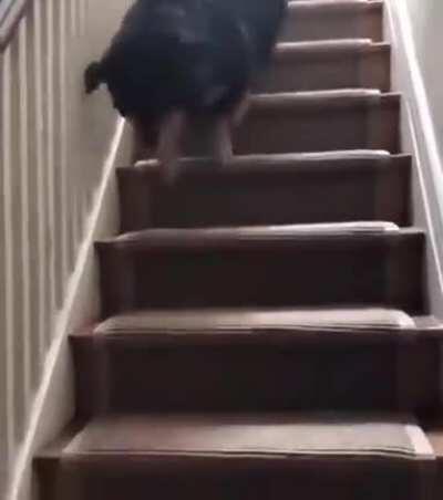 How my dog walks down the stairs