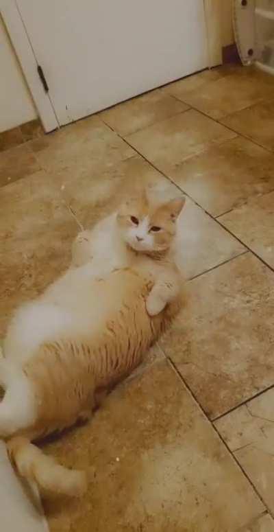 Simmy is a chunky boi