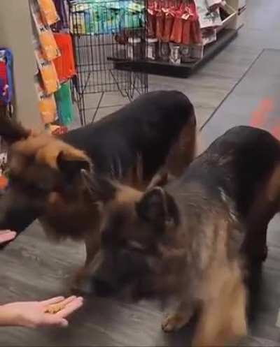 At a pet store, two polite dogs receive treats from a friendly employee. Instead of immediately snapping it up, they both look at the owner with the sweetest, most patient expressions, awaiting permission.