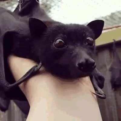 我就帮一朋友问个问题，小蝙蝠好养吗？