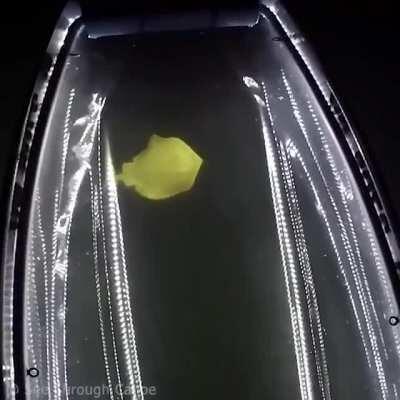 Stingray passing under a clear boat at night