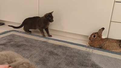 The ears of authority