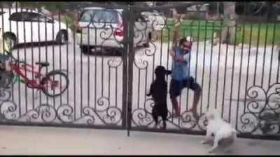 A kid dancing for/with the dogs.