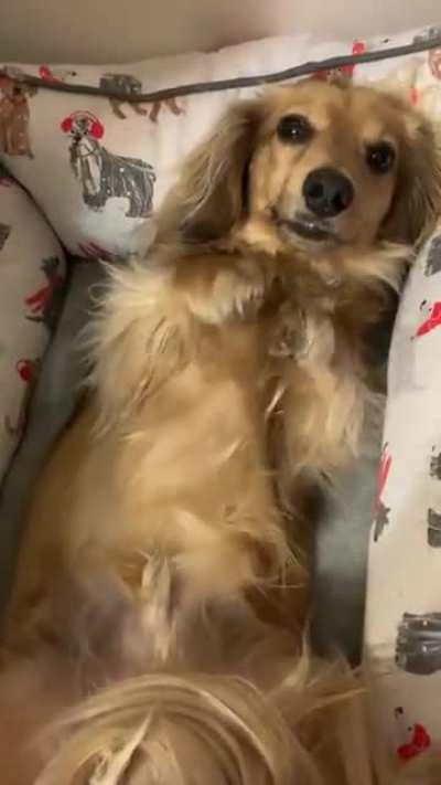 He needs more pet ☺️