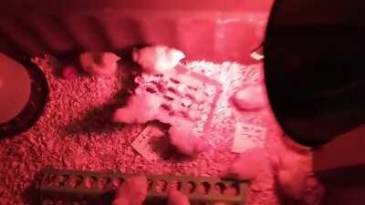 Using literal chicken shit to predict next week ft. babey chickies