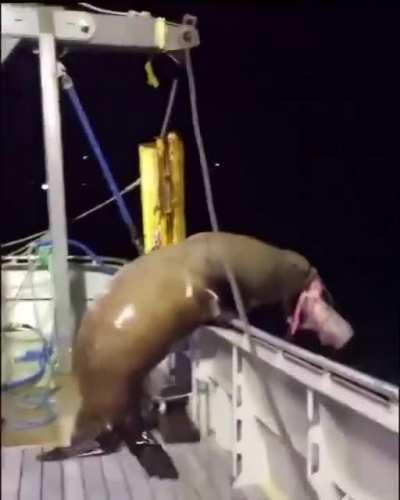 Sealion taking his food and casually dropping off the ship