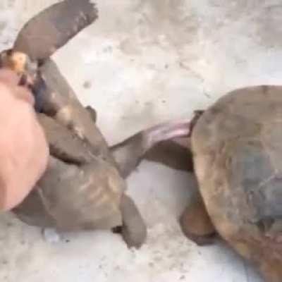 POS pulls turtle away while mating, then starts laughing