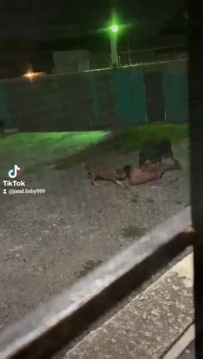 4 DOGS 1 ONE HUMAN. : )