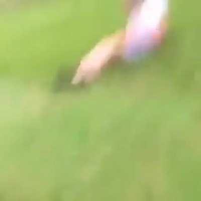 To jump a hay bale....