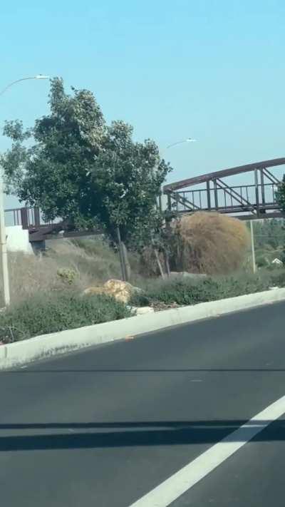 This tumbleweed