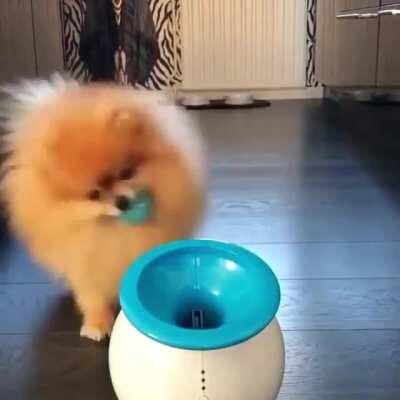 This dog is having a blast