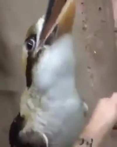 This bird sound make me clam