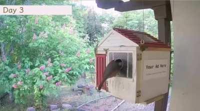 10 day timelapse of birds moving into a very elaborate nest, making it their home and laying their eggs.