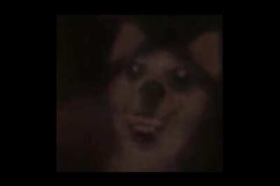 Smile Dog has something to say.